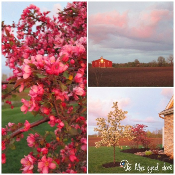 Spring Nature Collage